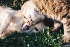 Cane e gatto si coccolano all'aria aperta