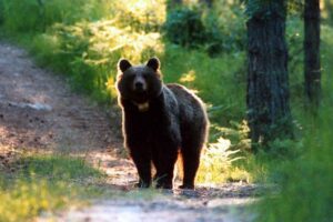 L'orso M91 in Trentino