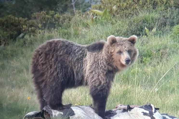 Un orso trentino 