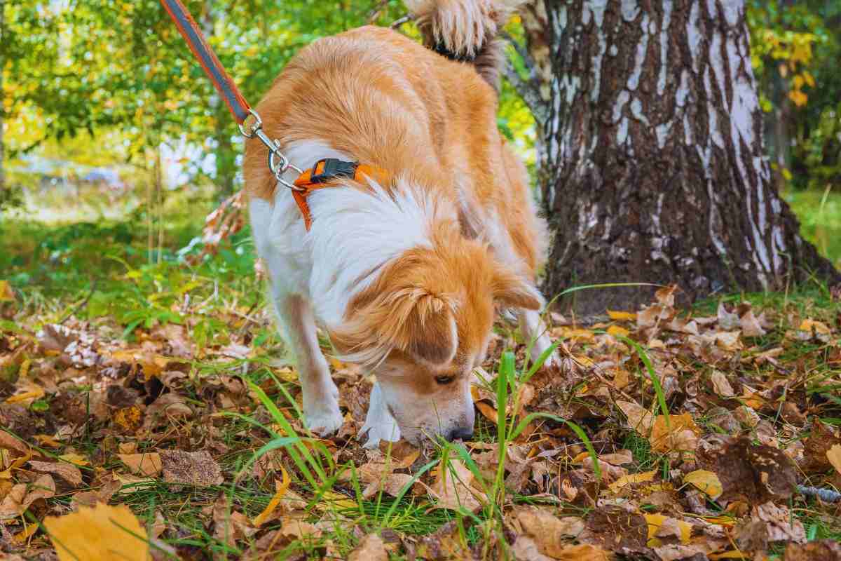 Perché il tuo cane annusa sempre i suoi bisogni e quelli degli altri?