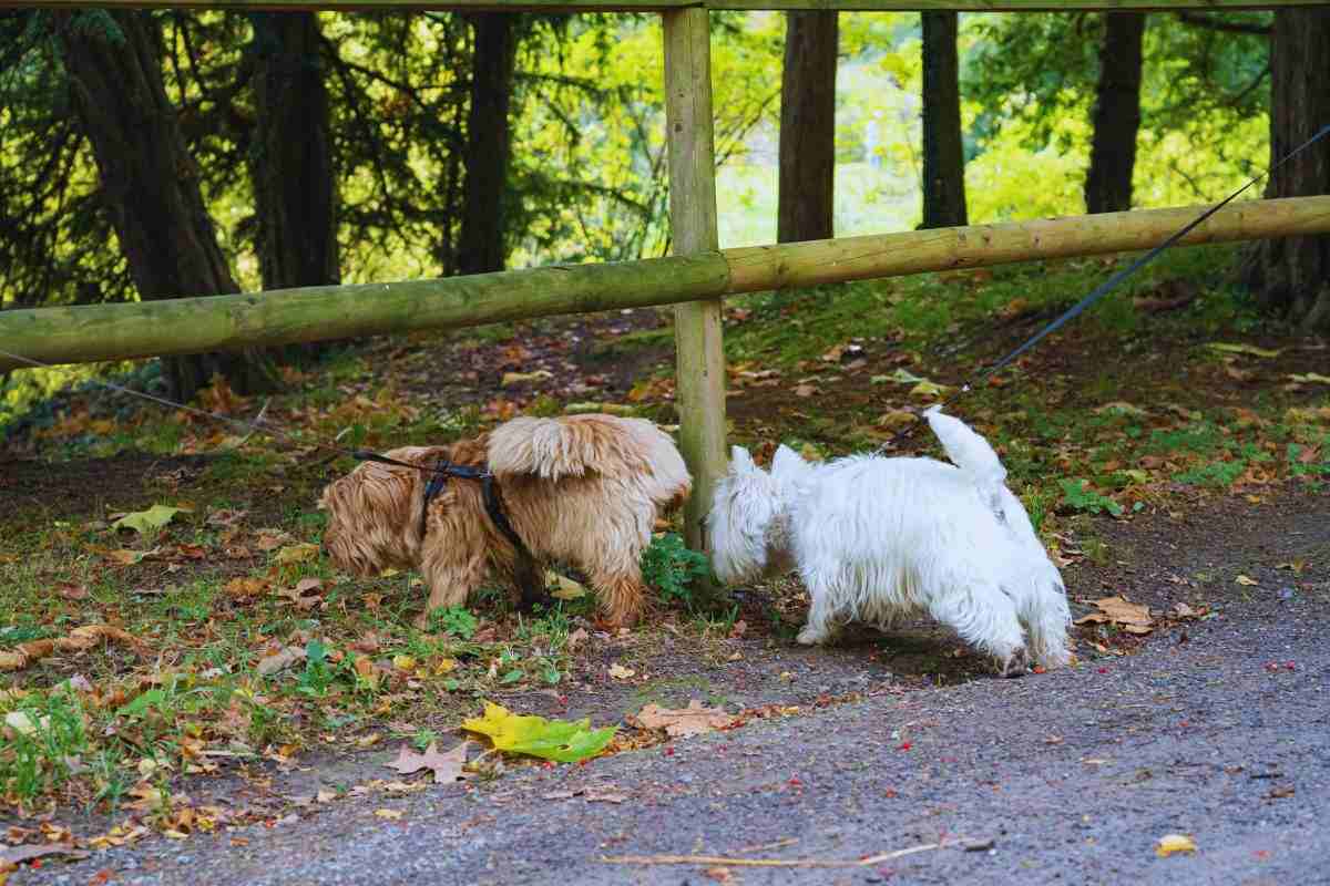 Il tuo cane annusa le parti intime degli altri? È normale, lascialo fare: vietarglielo può essere pericoloso