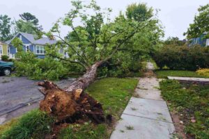 albero crollato per il maltempo