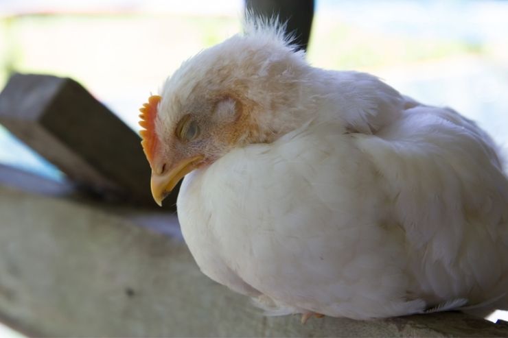 Gallina malata di aviaria