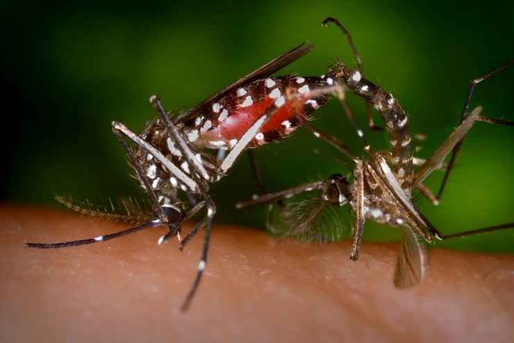 Zanzara responsabile della diffusione della febbre dengue