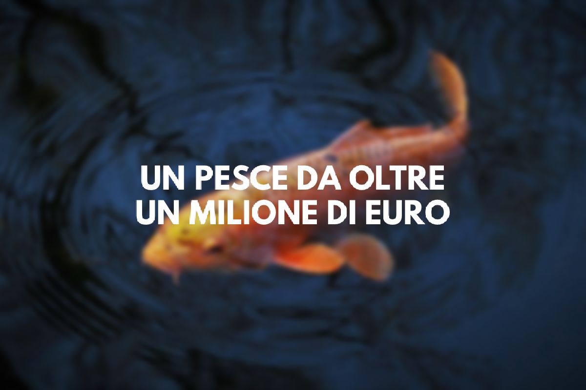 Un pesce da record: sapete che un esemplare può arrivare a costare oltre un milione di euro?