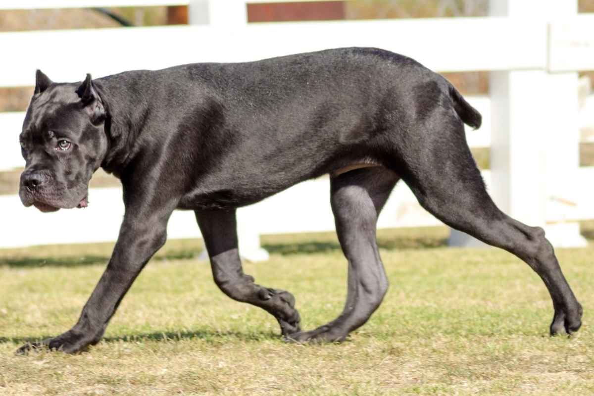 Cane corso, aggressione a Bagheria