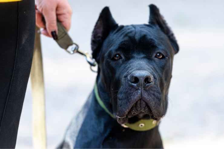 Cane corso aggressione