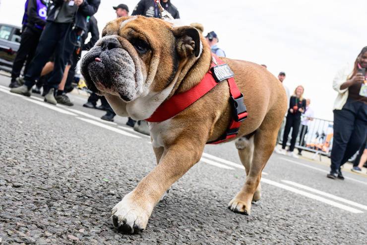 Roscoe, il cane di Lewis Hamilton