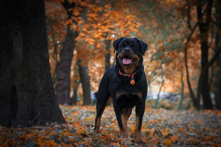 Un cane di razza Rottweiler in un parco