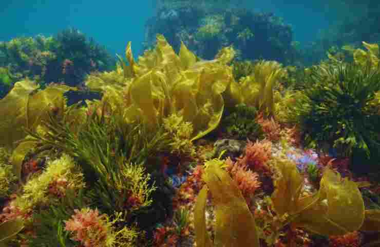 il fondale del mare con alghe e varie piante