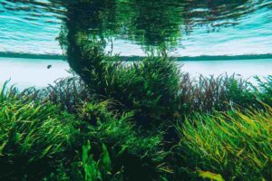 Piante nell'acqua del mare che sono mosse dalla corrente