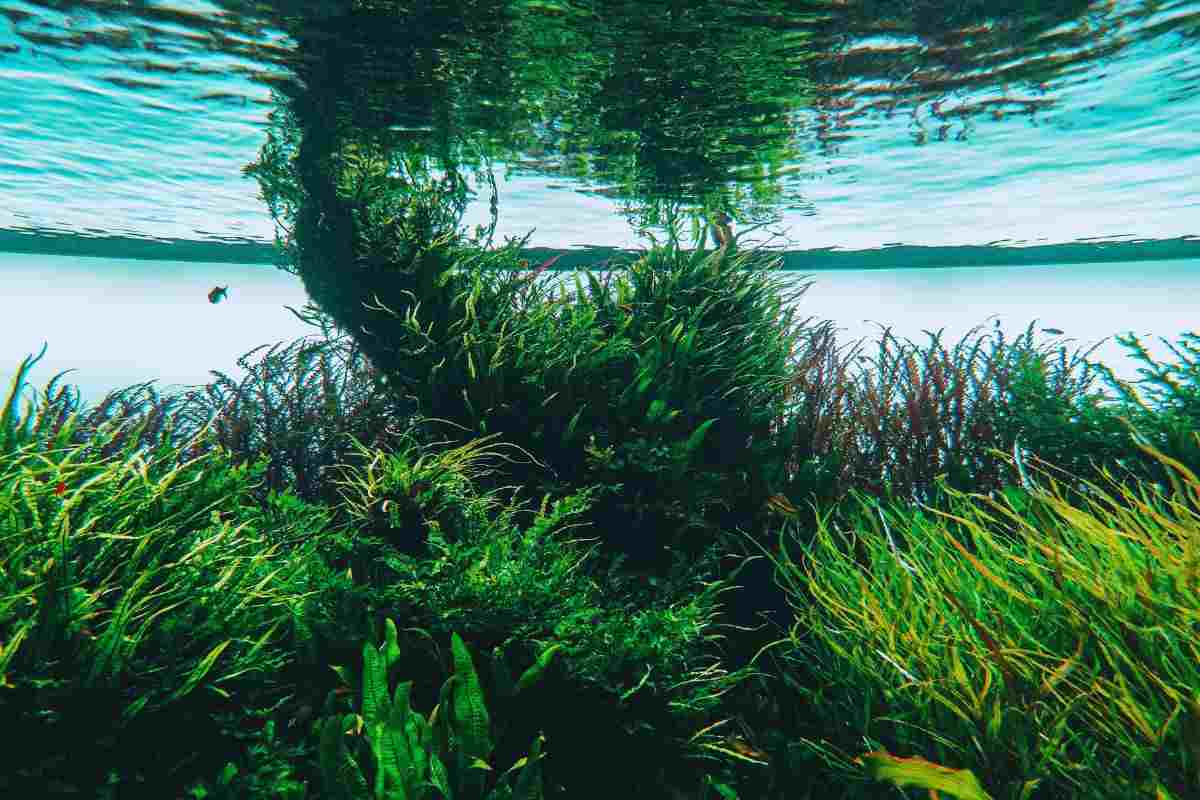 Una nuova specie aliena arriva in Italia: cos’è la Peste d’acqua e dove sta colpendo