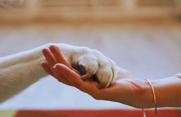 una ragazza da la mano alla zampa del cane