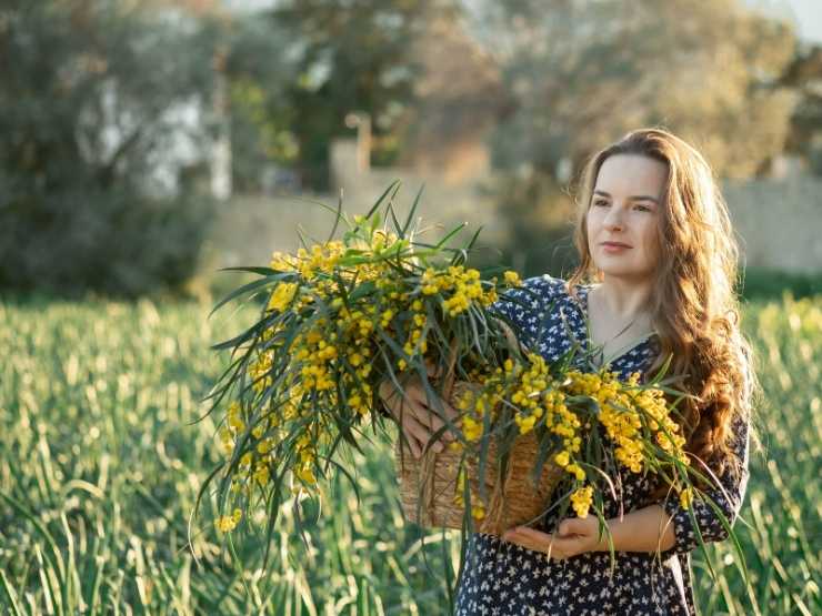 Una donna in un campo dopo aver raccolto un mazzo di mimose