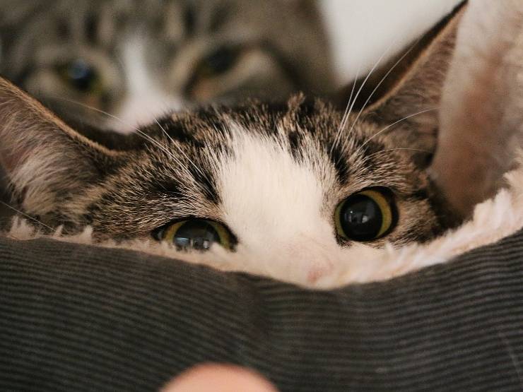 Un gatto guarda cosa sta succedendo fuori dalla sua cuccia